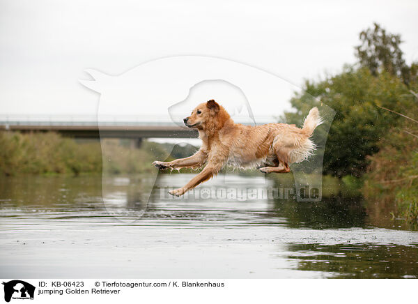 springender Golden Retriever / jumping Golden Retriever / KB-06423