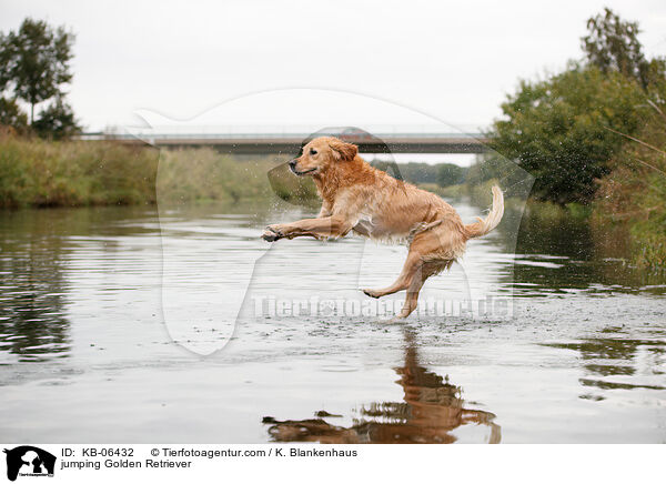 springender Golden Retriever / jumping Golden Retriever / KB-06432