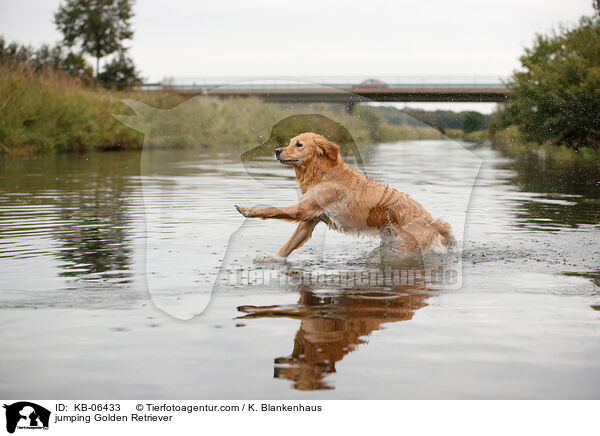 springender Golden Retriever / jumping Golden Retriever / KB-06433