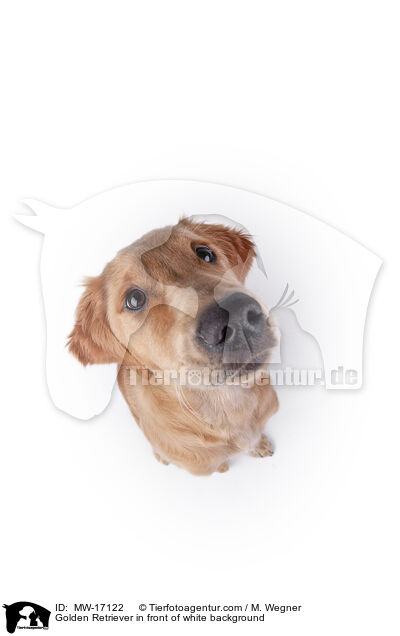 Golden Retriever vor weiem Hintergrund / Golden Retriever in front of white background / MW-17122