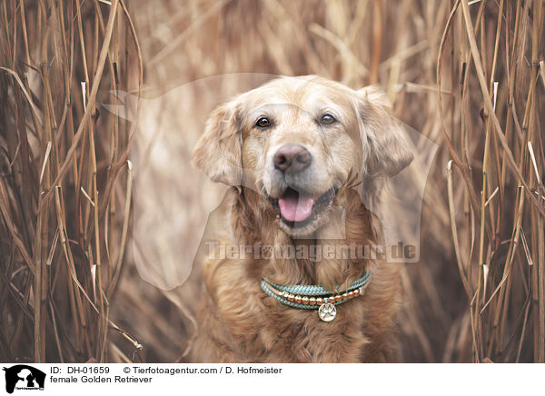 Golden Retriever Hndin / female Golden Retriever / DH-01659