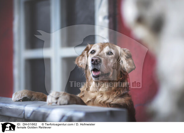 Golden Retriever Hndin / female Golden Retriever / DH-01662