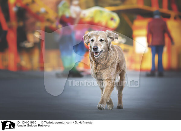 Golden Retriever Hndin / female Golden Retriever / DH-01666