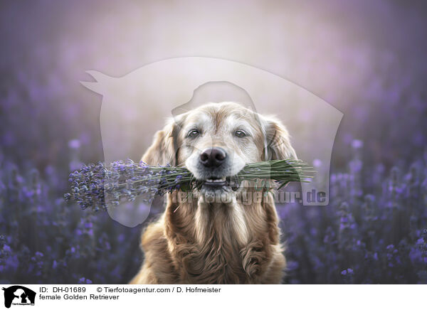 Golden Retriever Hndin / female Golden Retriever / DH-01689