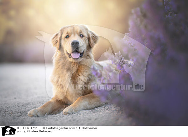 junger Golden Retriever / young Golden Retriever / DH-01711