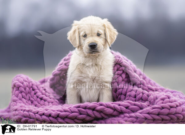 Golden Retriever Welpe / Golden Retriever Puppy / DH-01791