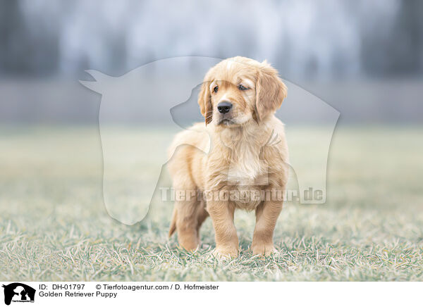 Golden Retriever Welpe / Golden Retriever Puppy / DH-01797