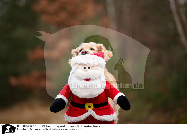 Golden Retriever mit Weihnachtsdeko / Golden Retriever with christmas decoration / KB-06778