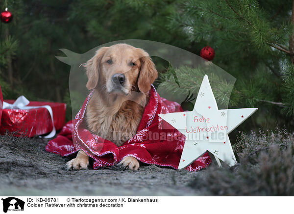 Golden Retriever mit Weihnachtsdeko / Golden Retriever with christmas decoration / KB-06781