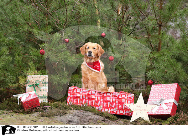 Golden Retriever mit Weihnachtsdeko / Golden Retriever with christmas decoration / KB-06782