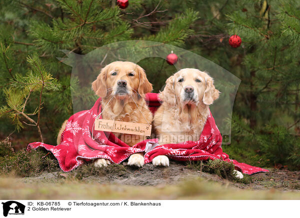 2 Golden Retriever / 2 Golden Retriever / KB-06785