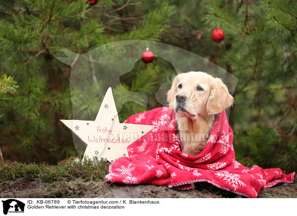 Golden Retriever with christmas decoration / KB-06789