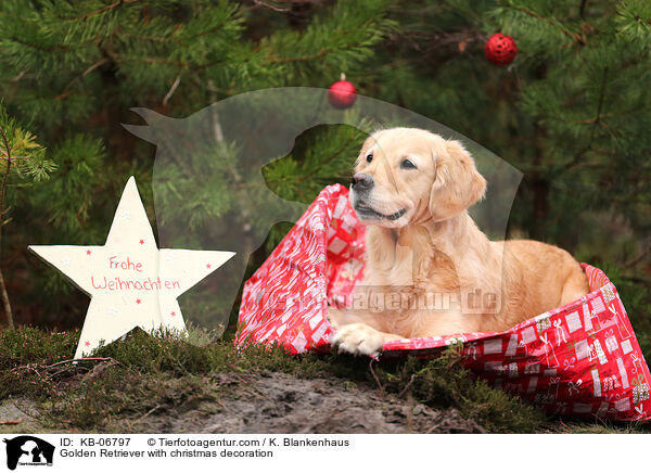 Golden Retriever mit Weihnachtsdeko / Golden Retriever with christmas decoration / KB-06797