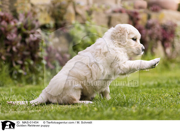 Golden Retriever Welpe / Golden Retriever puppy / MAS-01454