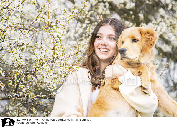 junger Golden Retriever / young Golden Retriever / MAS-01479