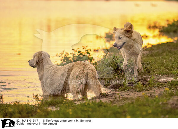Golden Retriever im Sonnenuntergang / Golden retriever in the sunset / MAS-01517