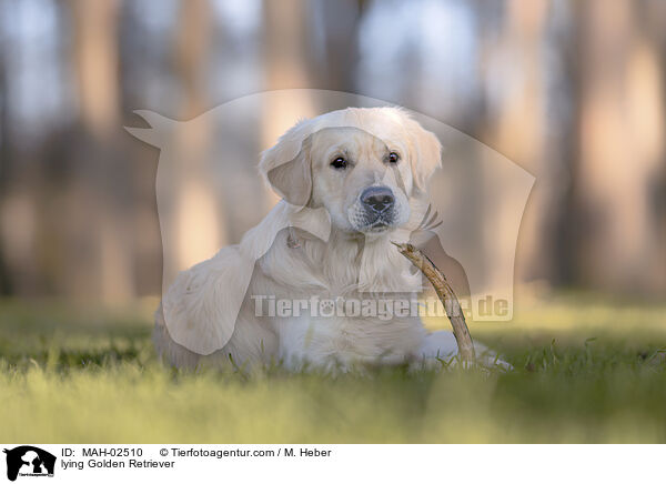 liegender Golden Retriever / lying Golden Retriever / MAH-02510