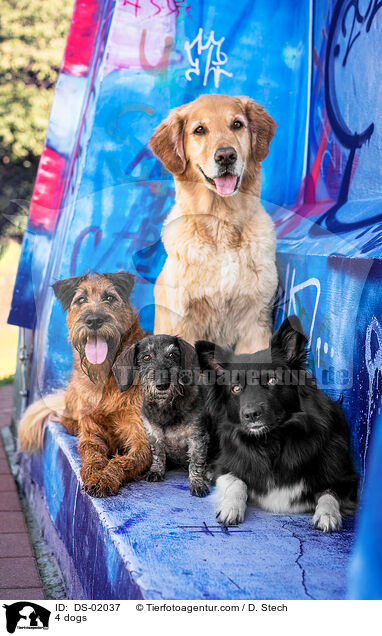 4 dogs / DS-02037