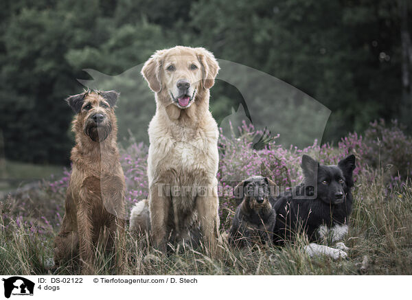 4 Hunde / 4 dogs / DS-02122