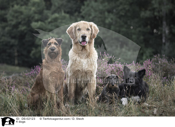 4 dogs / DS-02123