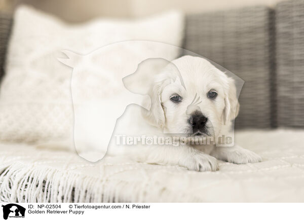 Golden Retriever Welpe / Golden Retriever Puppy / NP-02504