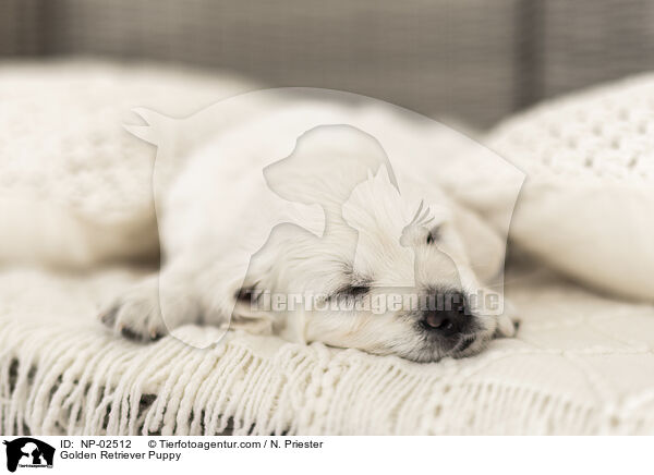 Golden Retriever Welpe / Golden Retriever Puppy / NP-02512