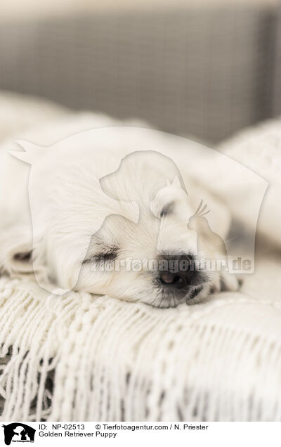 Golden Retriever Welpe / Golden Retriever Puppy / NP-02513