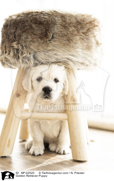 Golden Retriever Welpe / Golden Retriever Puppy / NP-02520