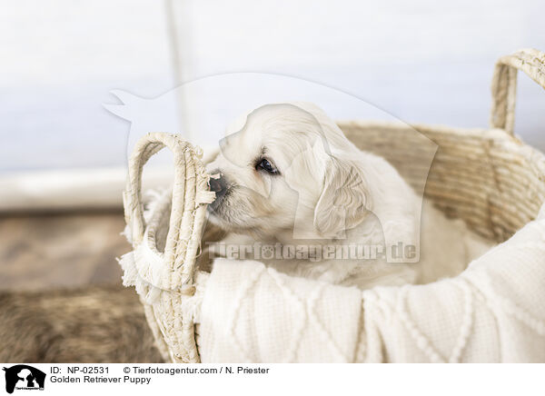 Golden Retriever Welpe / Golden Retriever Puppy / NP-02531
