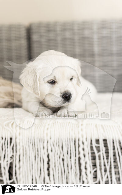 Golden Retriever Welpe / Golden Retriever Puppy / NP-02548