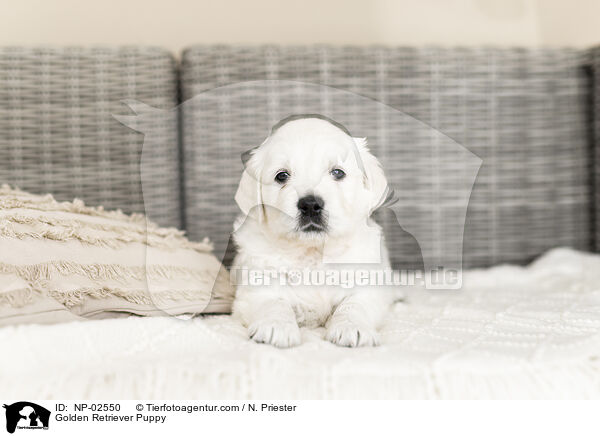 Golden Retriever Welpe / Golden Retriever Puppy / NP-02550