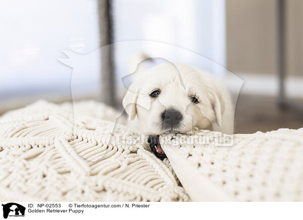 Golden Retriever Welpe / Golden Retriever Puppy / NP-02553
