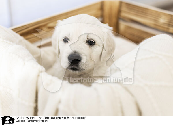 Golden Retriever Welpe / Golden Retriever Puppy / NP-02554