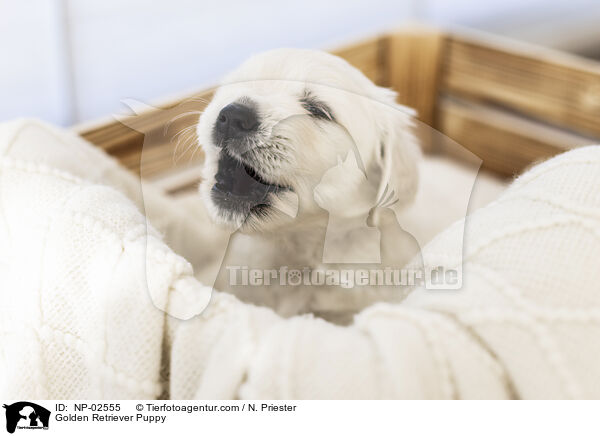 Golden Retriever Welpe / Golden Retriever Puppy / NP-02555