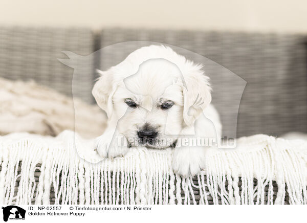 Golden Retriever Welpe / Golden Retriever Puppy / NP-02557