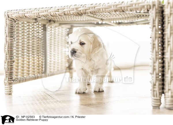 Golden Retriever Welpe / Golden Retriever Puppy / NP-02563