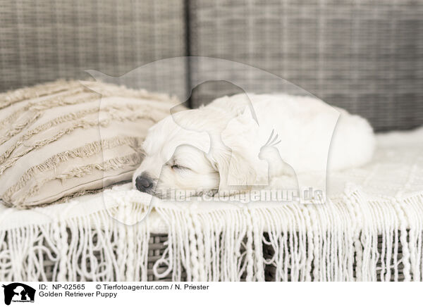 Golden Retriever Welpe / Golden Retriever Puppy / NP-02565