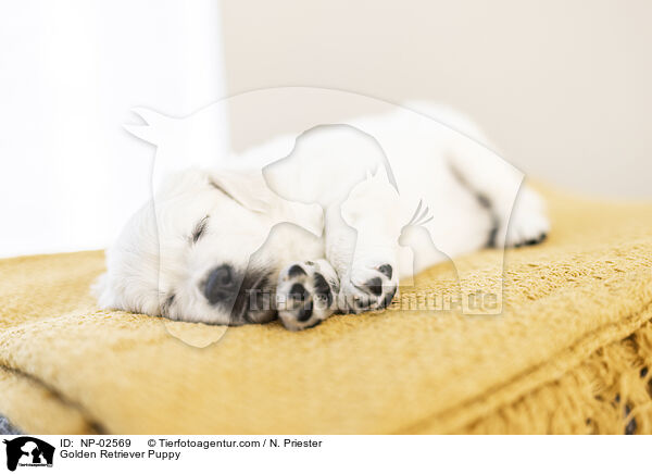 Golden Retriever Welpe / Golden Retriever Puppy / NP-02569