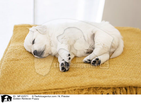 Golden Retriever Welpe / Golden Retriever Puppy / NP-02571