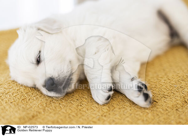 Golden Retriever Welpe / Golden Retriever Puppy / NP-02573