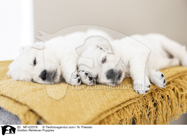 Golden Retriever Welpen / Golden Retriever Puppies / NP-02578