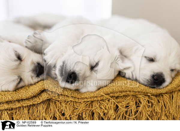 Golden Retriever Welpen / Golden Retriever Puppies / NP-02589