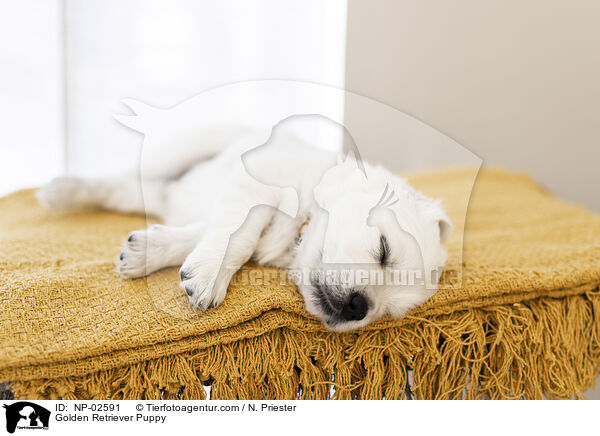 Golden Retriever Welpe / Golden Retriever Puppy / NP-02591