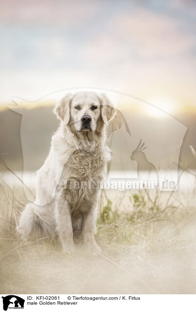 male Golden Retriever / KFI-02061