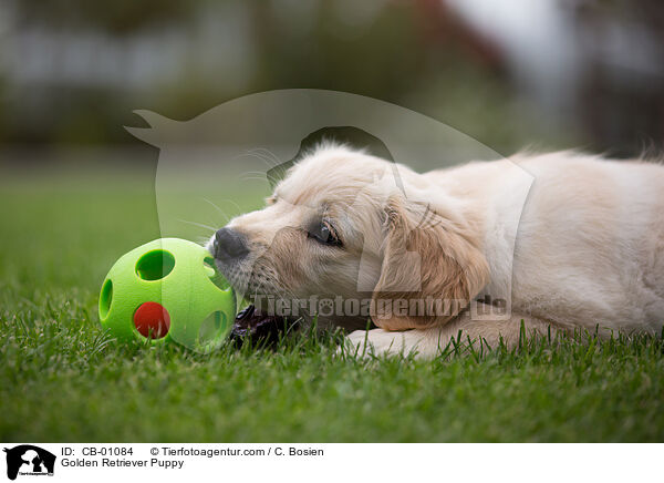 Golden Retriever Welpe / Golden Retriever Puppy / CB-01084