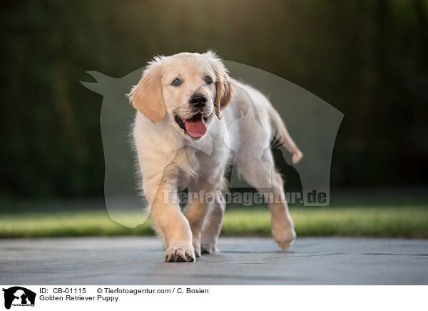 Golden Retriever Welpe / Golden Retriever Puppy / CB-01115