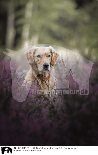 Golden Retriever Hndin / female Golden Retriever / KS-01121