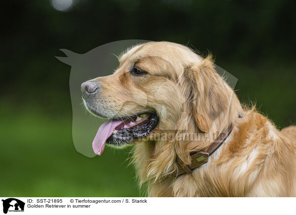 Golden Retriever im Sommer / Golden Retriever in summer / SST-21895