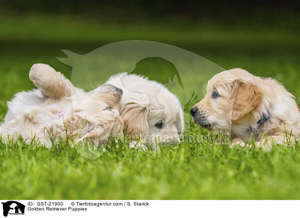 Golden Retriever Welpen / Golden Retriever Puppies / SST-21900
