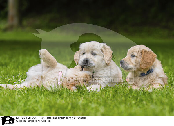 Golden Retriever Welpen / Golden Retriever Puppies / SST-21901